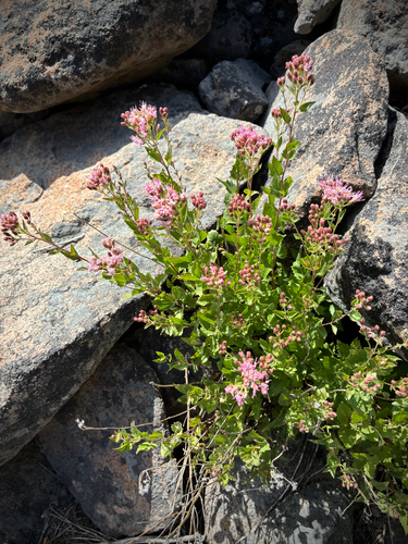 iNaturalist observation photo of Western Snakeroot