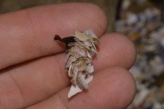 Diopatra dentata