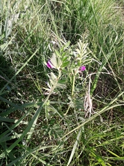Vicia sepium