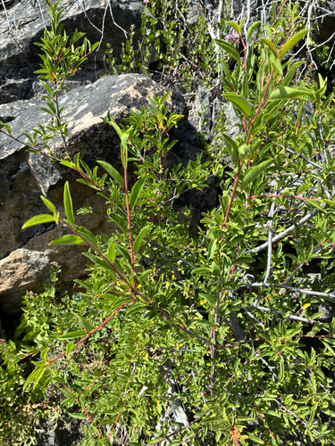 iNaturalist observation photo of Bitter cherry