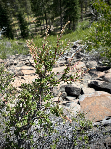 iNaturalist observation photo of Ocean spray