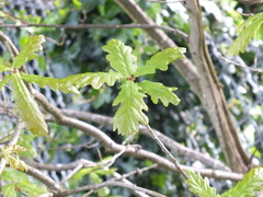 Quercus robur