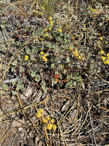 iNaturalist observation photo of marumleaf buckwheat