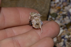 Diopatra dentata