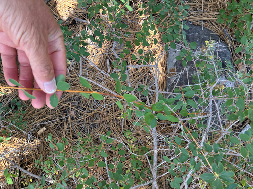 iNaturalist observation photo of Roundleaf Snowberry