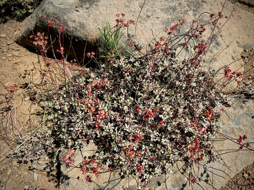 iNaturalist observation photo of marumleaf buckwheat