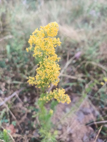 Lady's Bedstraw