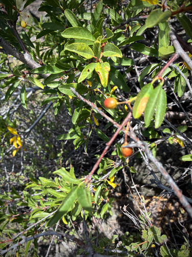 iNaturalist observation photo of Bitter cherry