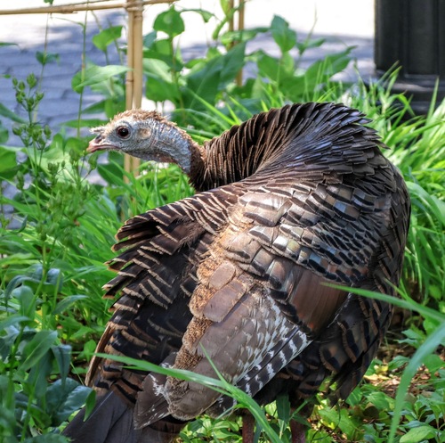 Wild Turkey photographed in New York