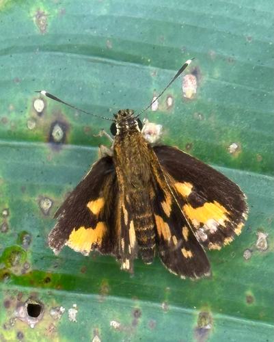 Common Pathfinder