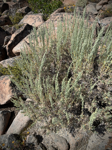 iNaturalist observation photo of Big Sagebrush