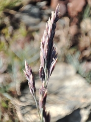 Poa cenisia