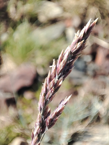 Poa cenisia, photograph 2