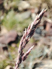 Poa cenisia, photograph (c) Ana Garcia, some rights reserved (CC BY)