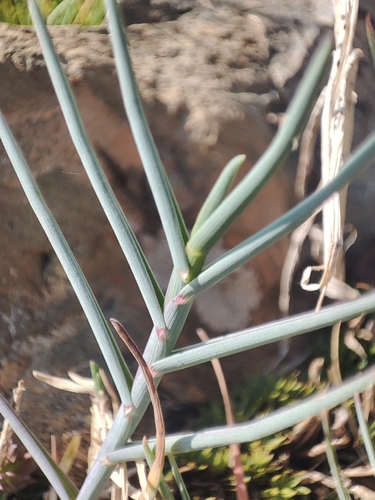 Poa cenisia, photograph 3