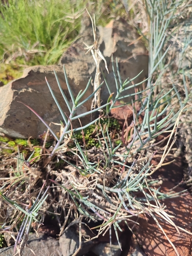 Poa cenisia, photograph 4