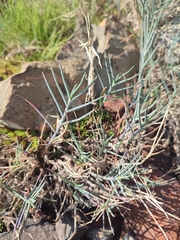 Poa cenisia, photograph (c) Ana Garcia, some rights reserved (CC BY)