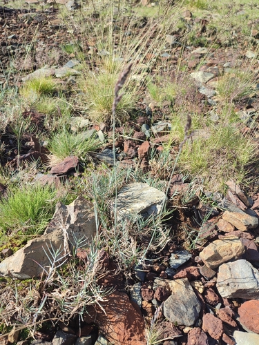 Poa cenisia, photograph 5