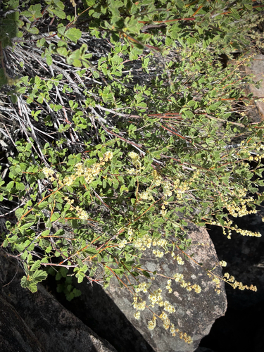 iNaturalist observation photo of Ocean spray