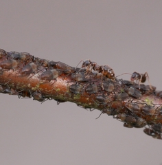 Symydobius oblongus