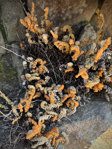 iNaturalist observation photo of lace lip fern