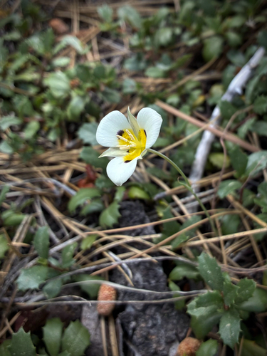 iNaturalist observation photo of Leichtlin's Mariposa Lily
