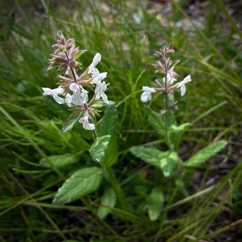 iNaturalist observation photo of Rough Hedgenettle