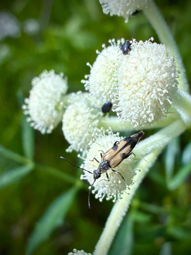 iNaturalist observation photo of Etorofus propinquus