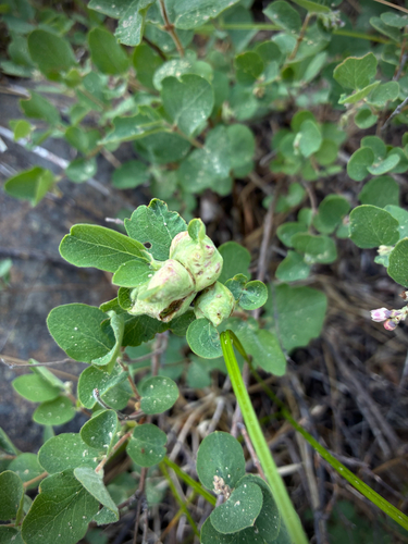 iNaturalist observation photo of Snowberry Sawfly