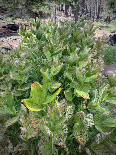 iNaturalist observation photo of Corn Lily