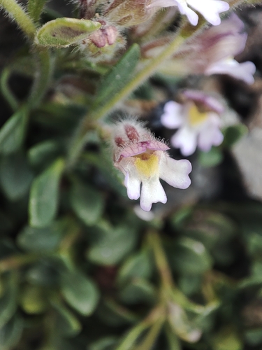 Chaenorhinum origanifolium, photograph 6