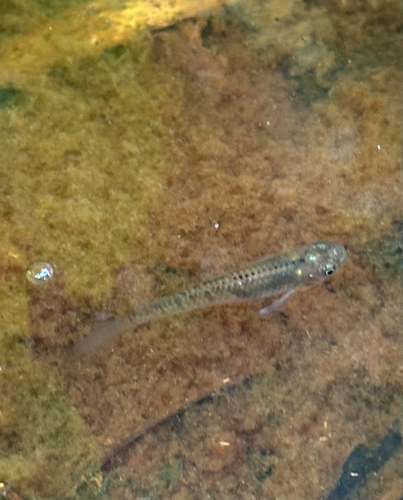 Nimbapanchax petersi