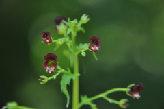 Scrophularia