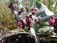 Asclepias californica