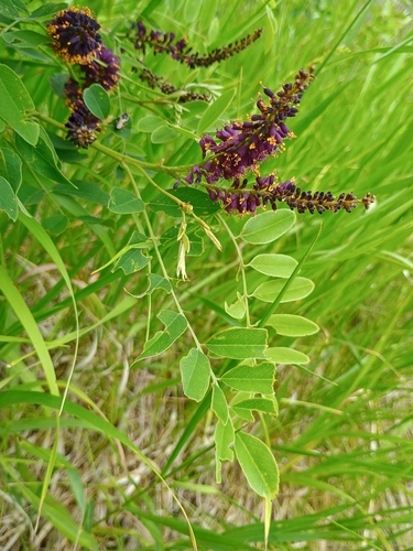false indigo bush
