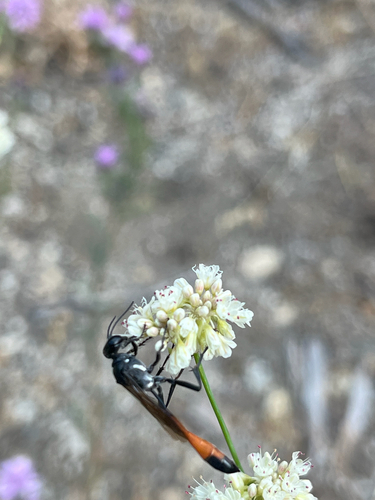 iNaturalist observation photo of Thread-waisted Sand Wasps