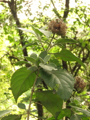 Barleria albostellata