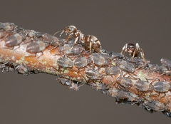 Symydobius oblongus