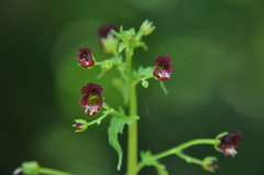 Scrophularia