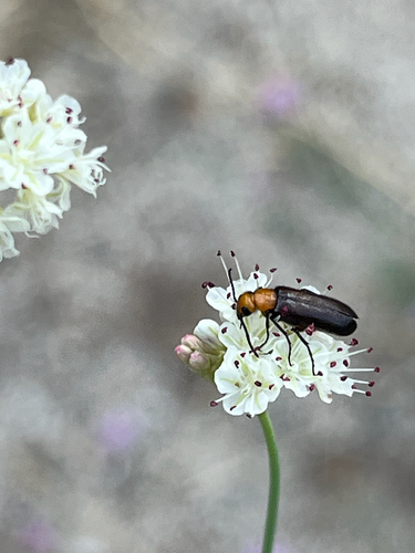 iNaturalist observation photo of Nemognatha