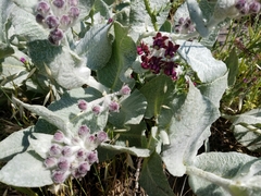 Asclepias californica
