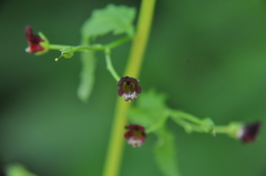 Scrophularia