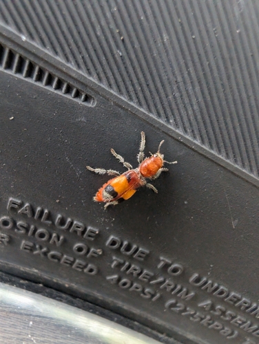 Orange-banded Clerid