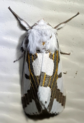 Euerythra phasma