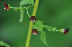 Scrophularia