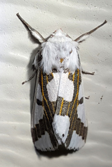 Euerythra phasma
