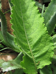 Berkheya speciosa
