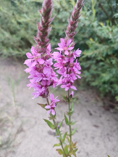purple loosestrife
