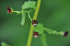Scrophularia