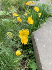 Ranunculus acris